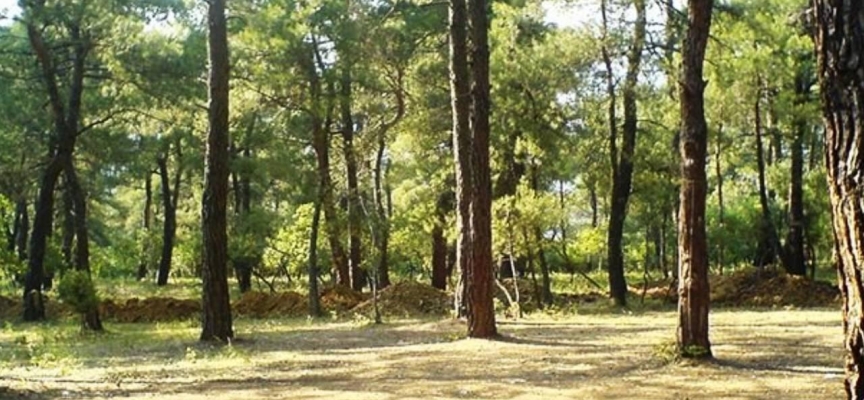 İstanbul Valiliği'nden ormanlara giriş yasağı