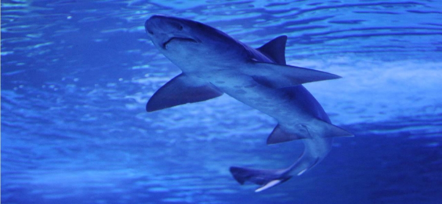 Kızıldeniz'de ikinci köpekbalığı saldırısı: Sahil kapatıldı