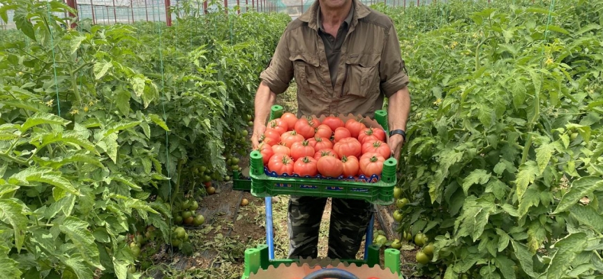 Burdur yaylalarında domates hasadı başladı Üreticiler sezondan umutlu