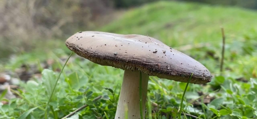 Bolu’da mantardan zehirlenen 3 kişi hastaneye kaldırıldı