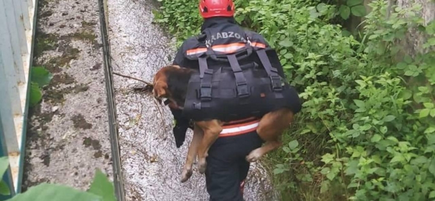Dereye düşen yaralı köpeği sırtında taşıdı