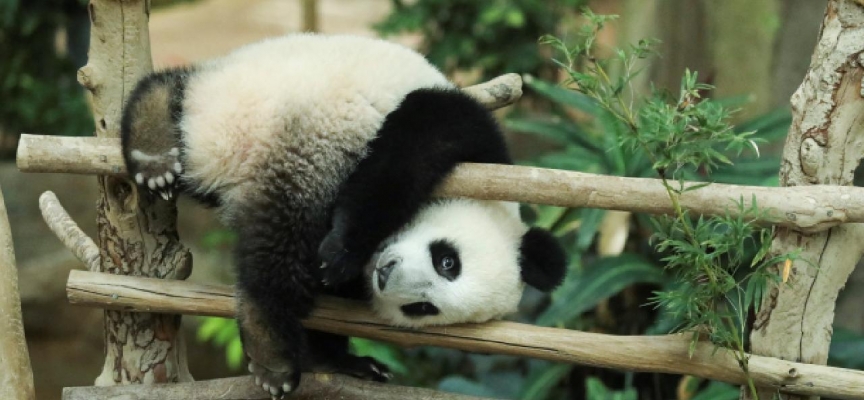 Pandaların 6 milyon yıldır bambu yediği keşfedildi