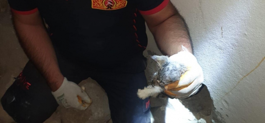 Ağrı'da dere kenarında mahsur kalan kedi yavrusu kurtarıldı