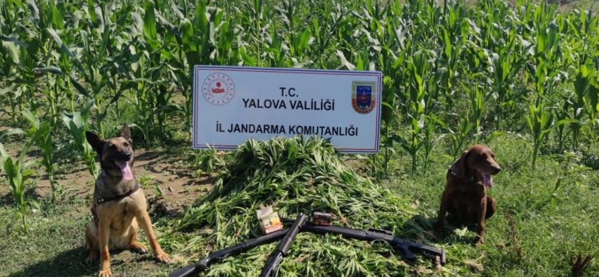 Yalova'da mısır tarlalarında ekili 1128 kök kenevir ele geçirildi