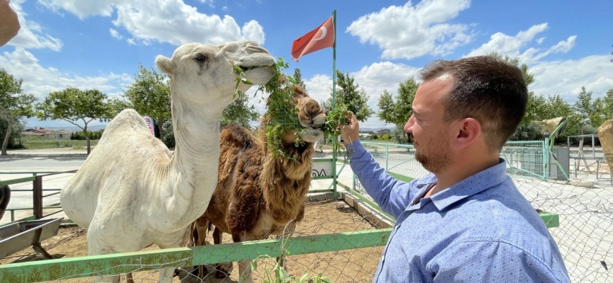 Konyalı besici çiftliğinde hobi amaçlı deve besliyor