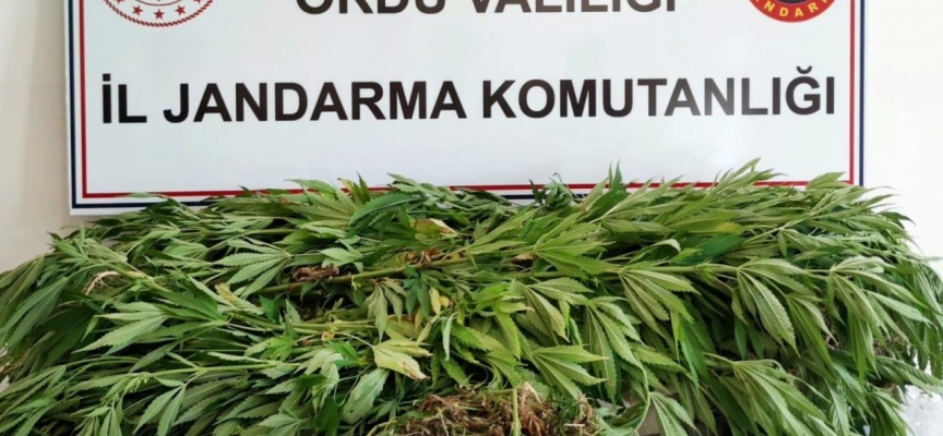 Ordu'da uyuşturucu operasyonunda 2 kişi yakalandı