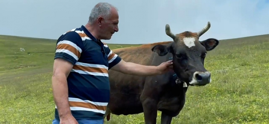 Çok sevdiği ineğini sattı, pişman olup iki katına geri aldı