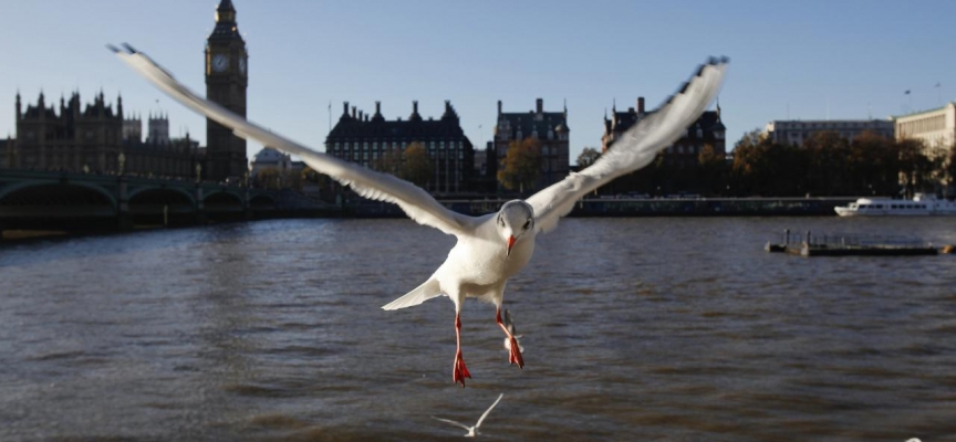 Londra'da 'katil martı' paniği: Güvercinleri yiyorlar