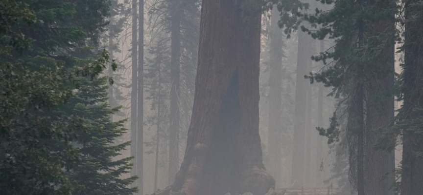 California'daki yangında dev sekoya ağaçları kurtarılmaya çalışılıyor