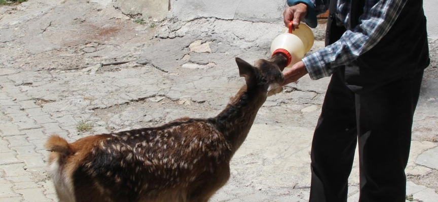 Köpeklerin saldırdığı yaralı geyik yavrusu tedavi edildi