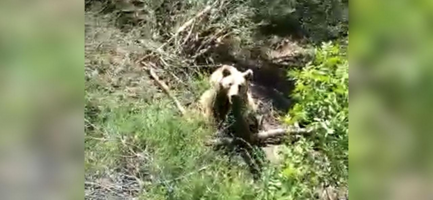 Domuz kapanına yakalanan bozayı kurtarıldı