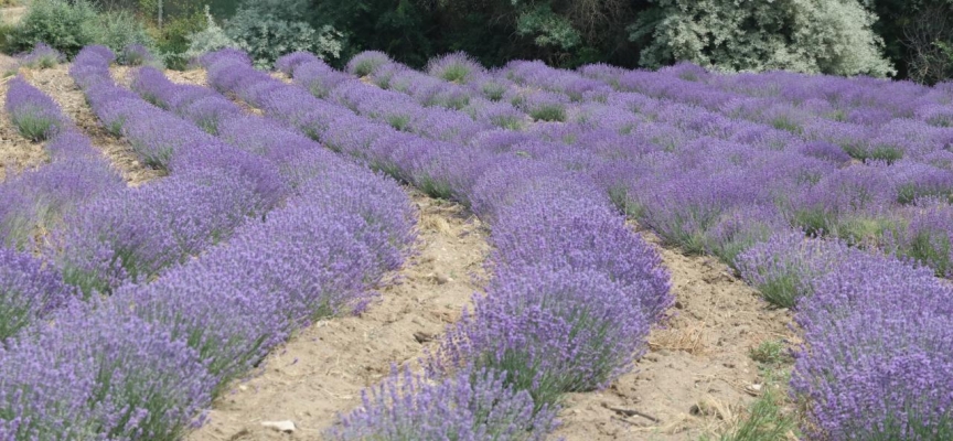 Gaziantep'te lavanta hasadı başladı