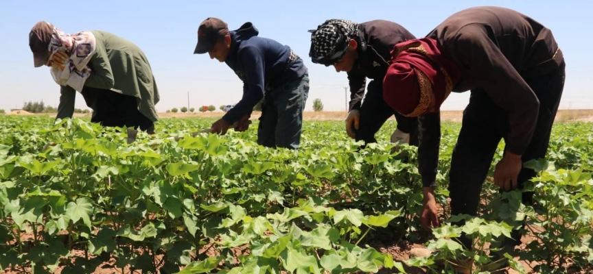 Şanlıurfa'da pamukta rekolte beklentisi yüksek