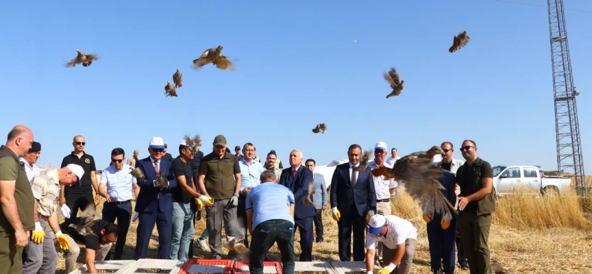 Tekirdağ'da 800 keklik doğaya salındı