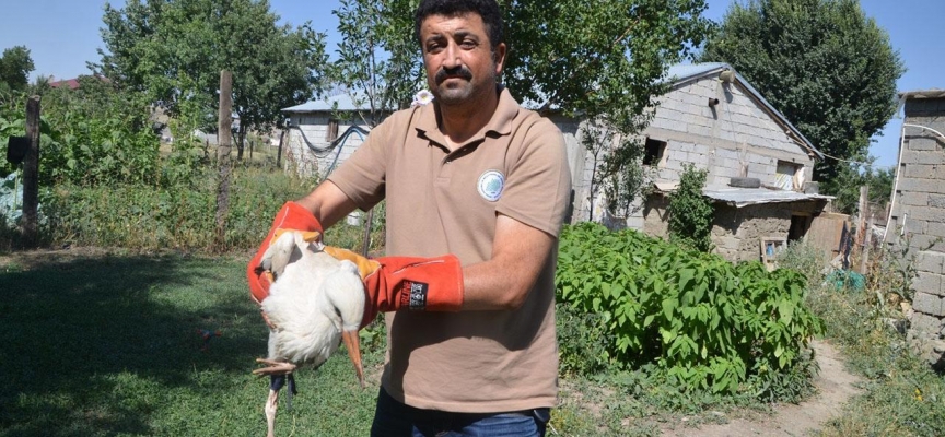 Yuvadan düşen leylek yavrusu tedaviye alındı