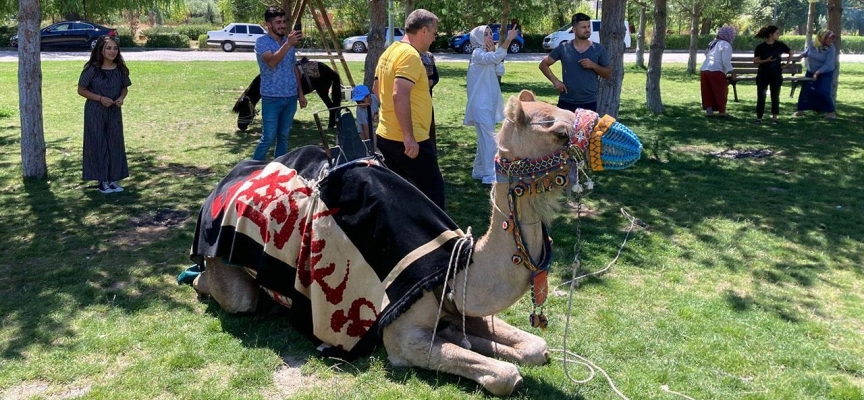 Bayburt’ta develer ve midilliler ilgi odağı oldu