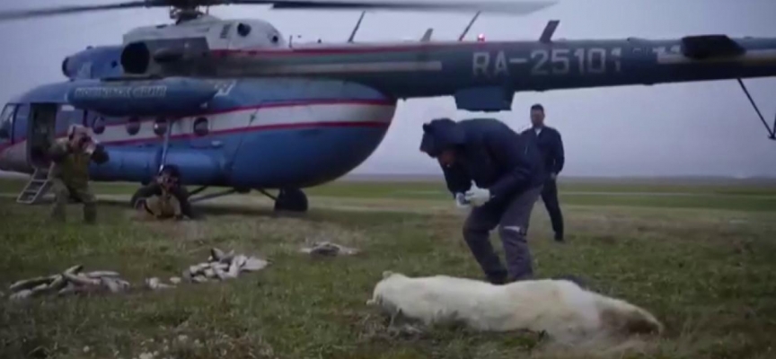 Rusya'da ağzı teneke kutuya sıkışan kutup ayısı kurtarıldı