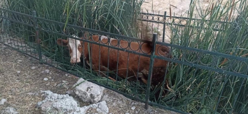 Adıyaman'da dereye düşerek mahsur kalan inek kurtarıldı