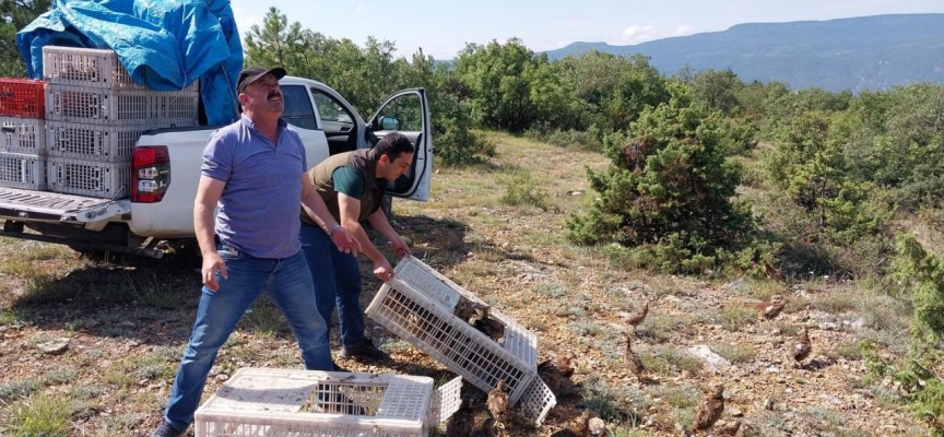 Karabük'te doğaya 500 sülün salındı