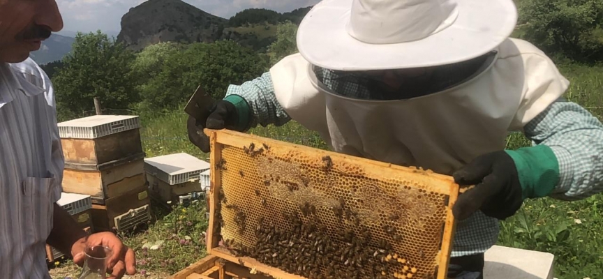 Artvin'de yavru arı bereketi