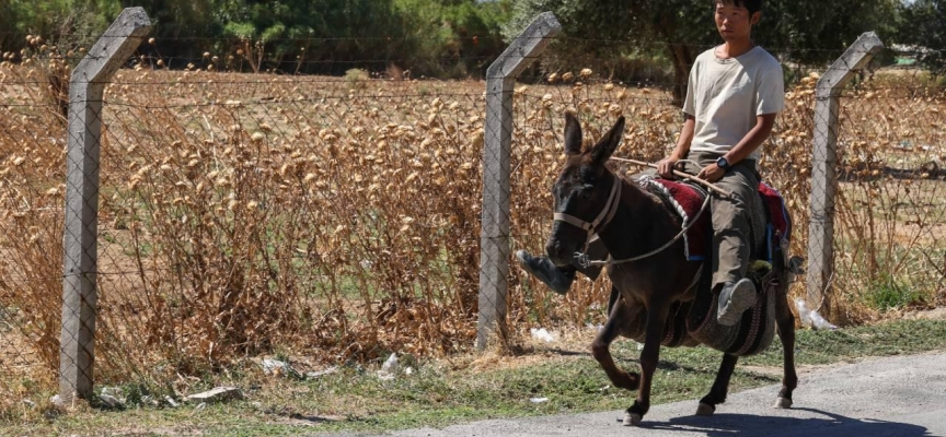 Japon turist eşekle adım adım Türkiye'yi gezdi