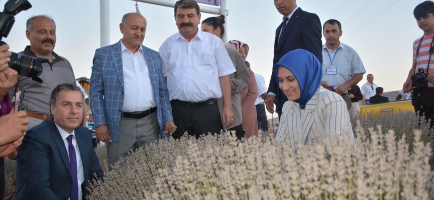 Afyonkarahisar'da "2. Lavanta Hasat Şenliği"