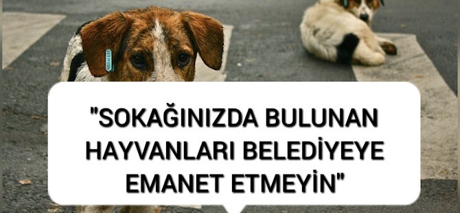 Güzelyurt Hayvanları Koruma Derneği: Güzelyurt'ta toplanan onlarca köpeğin akıbeti bilinmiyor