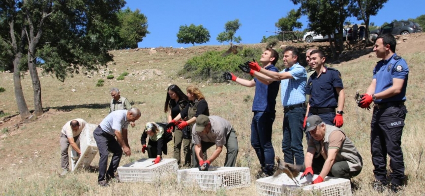 Amasya'da bin kınalı keklik doğaya bırakıldı