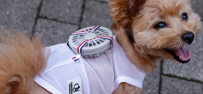 Japonya'da sıcaktan bunalan köpeklere fanlı çözüm