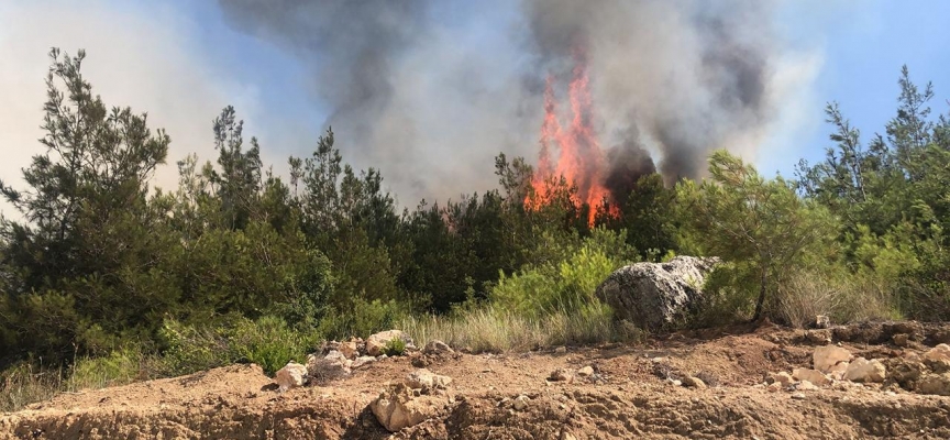 Yasağa rağmen ormana giren 68 kişiye ceza kesildi