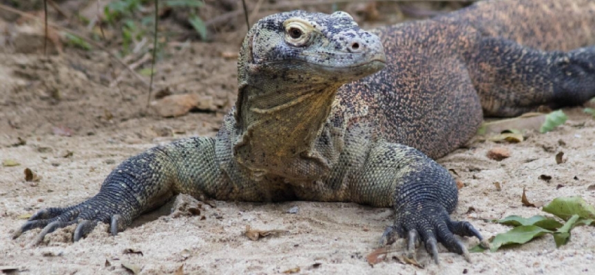 Endonezya'da Komodo ejderi grevi: Yüzlerce kişi iş bıraktı