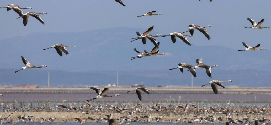 İki aylık flamingolar "kreşte" uçmayı öğreniyor