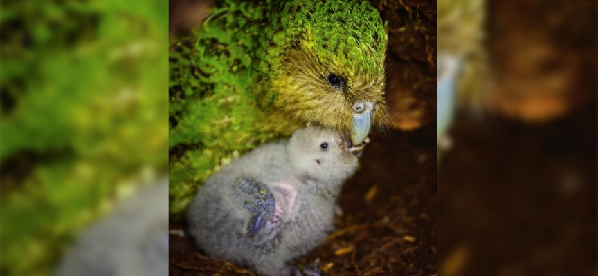 Nesli tükenmekte olan Kakapo papağanı için umut veren gelişme