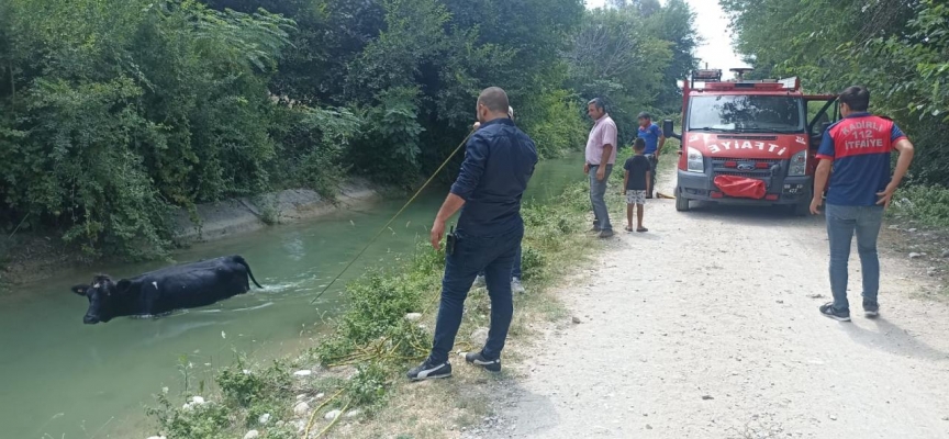 Osmaniye'de sulama kanalına düşen inek, kepçe yardımıyla kurtarıldı