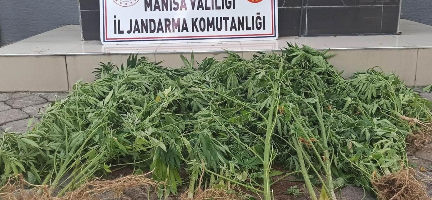 Manisa’da jandarmadan kenevir operasyonu