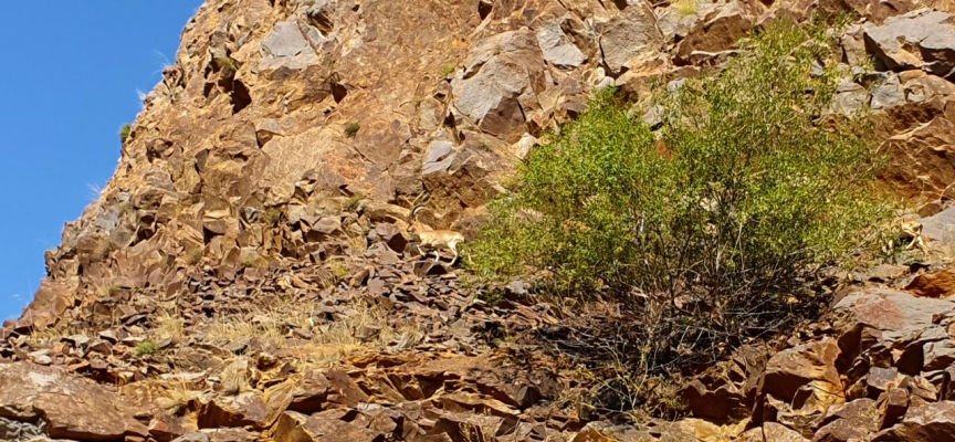 Erzurum'da yaban keçileri görüntülendi