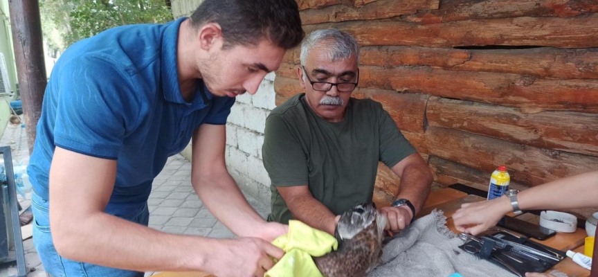 Tedavisi tamamlanan yeşilbaş ördek doğal ortamına bırakıldı