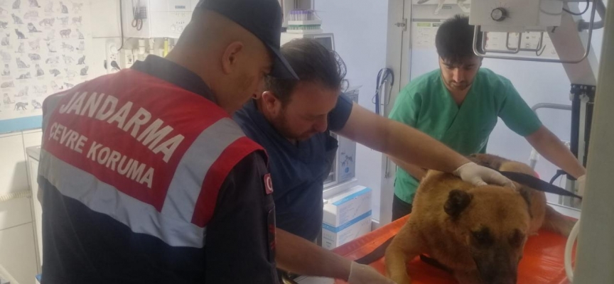 Tokat'ta yaralı köpek tedavi altına alındı