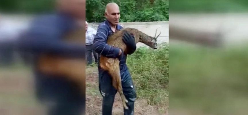 Amasya'da sulama kanalına düşen karacayı vatandaşlar kurtardı