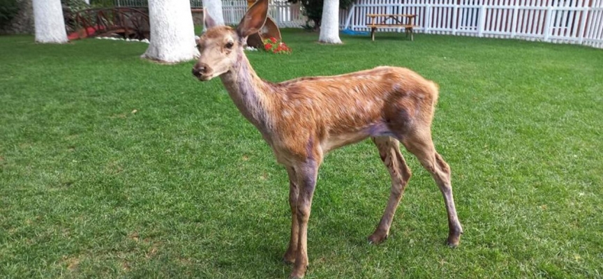 Bolu’da aracın çarptığı yavru alageyik doğal ortamına bırakıldı