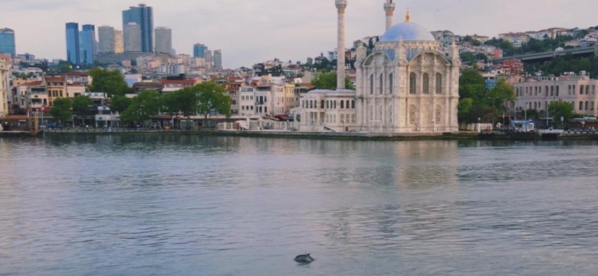 Yunuslar İstanbul Boğazı'nı süsledi