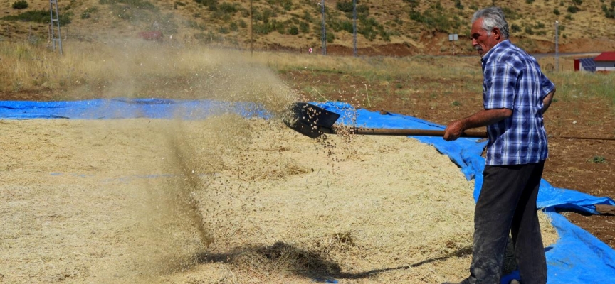 Bingöl’de bin dekar alanda nohut tarımı yapılıyor