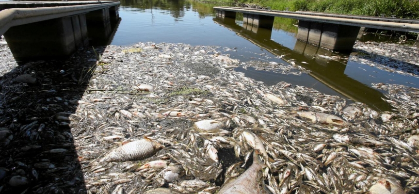 Polonya'nın Oder Nehri'nde 10 ton balığın öldüğü "ekolojik felaket" araştırılıyor