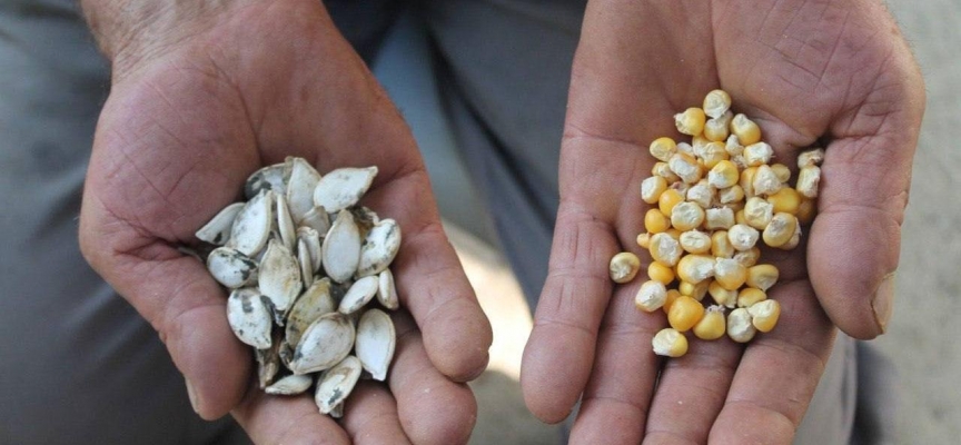 50 yıllık çiftçi ata tohumlarına gözü gibi bakıyor