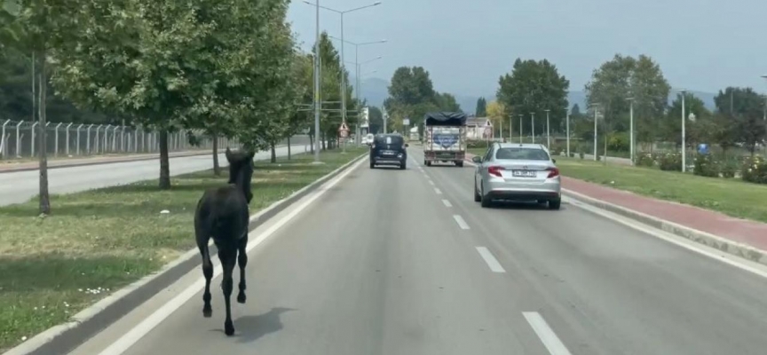 Bursa'da başıboş at trafiği alt üst etti