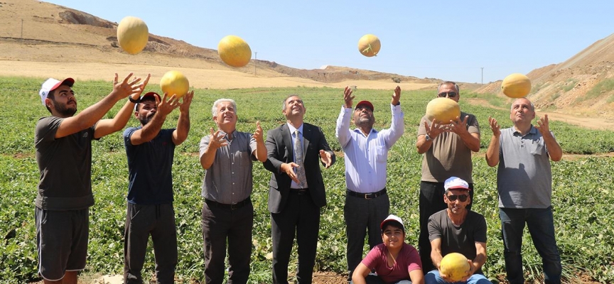 Elazığ’da kavun rekoltesi yüzleri güldürdü