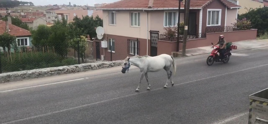 Kırklareli’nde başıboş atlar trafiği tehlikeye sokuyor