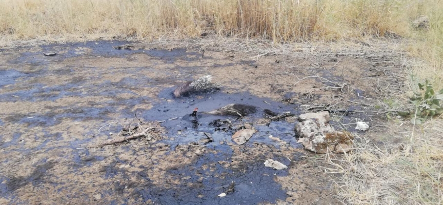 Nesli tükenme tehlikesi olan çizgili sırtlan bataklığa saplandı