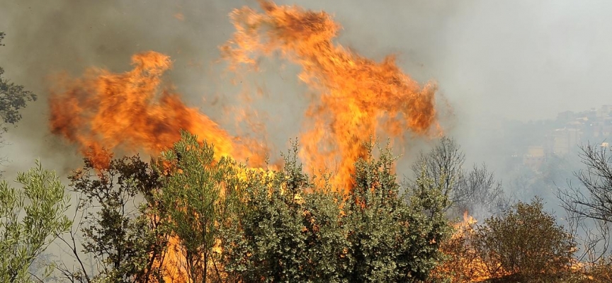 Cezayir’de orman yangınları: 13 kişi gözaltında