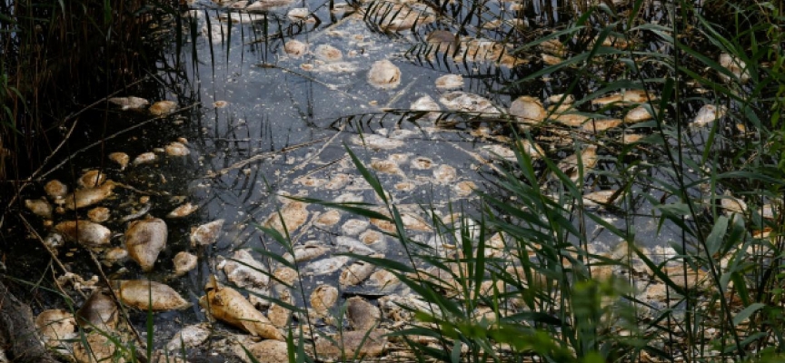 Oder Nehri'nde büyük çapta su yosunu yayıldı